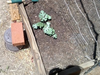 Watermelon photo IMG_20140605_125747.jpg